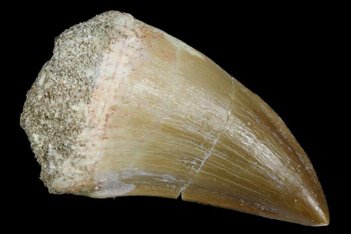 Fossil Mosasaur (Prognathodon) Tooth - Morocco #179339